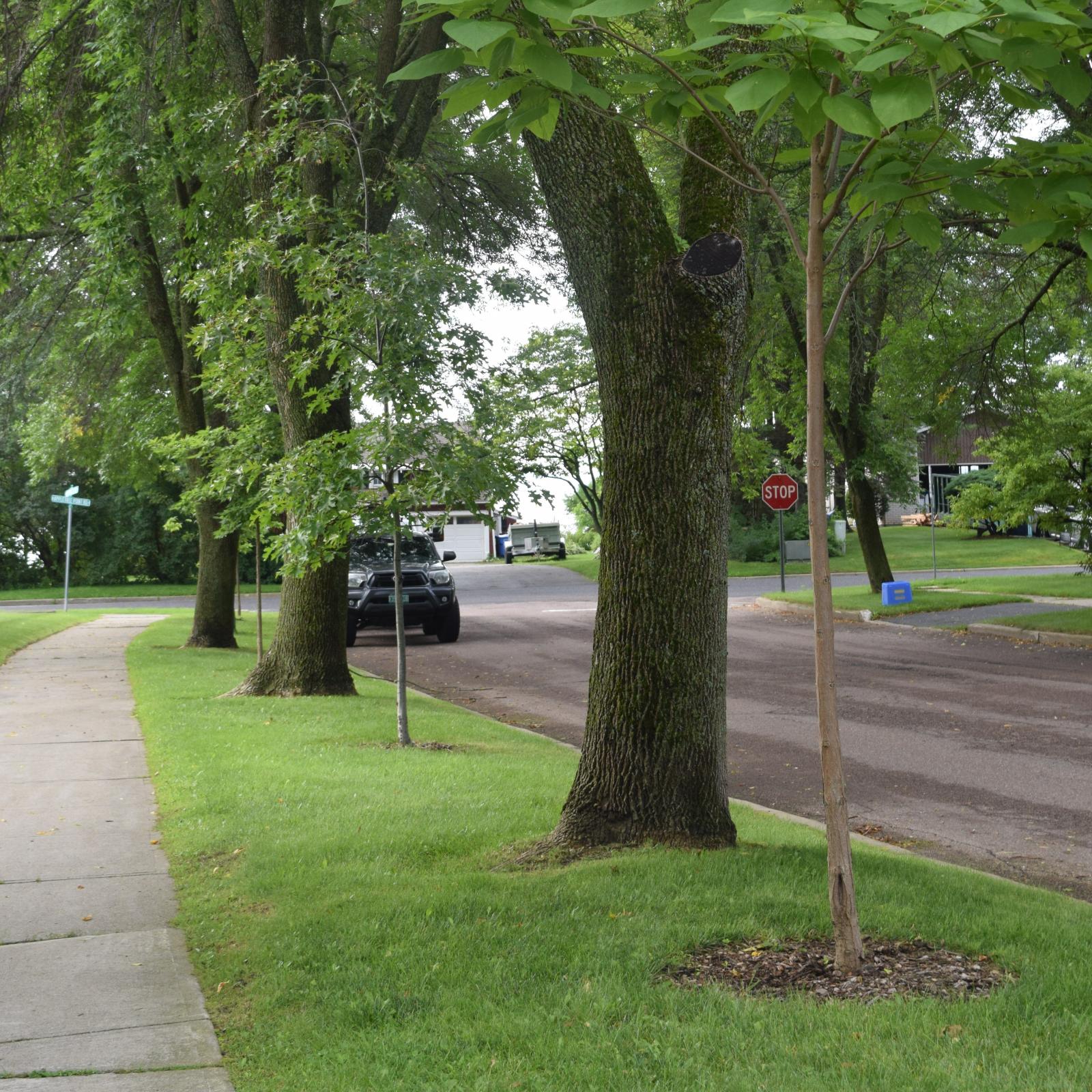 Burlington_ash_interplanting