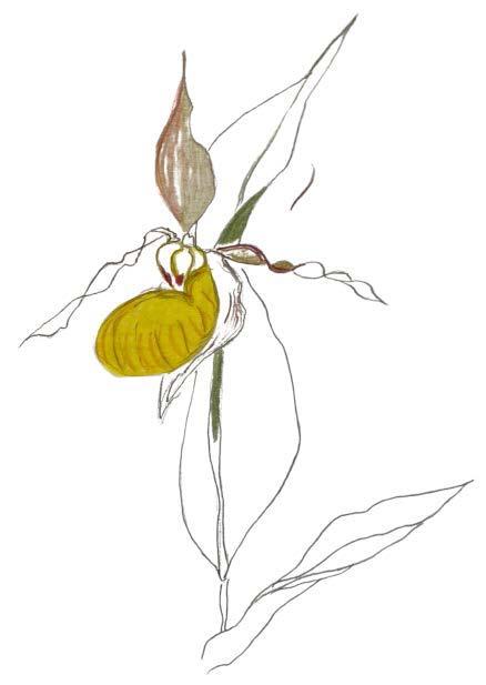 Drawing of a Lady's Slipper by Kathleen Wanner
