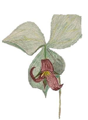 Red Trillium drawing by Kathleen Wanner
