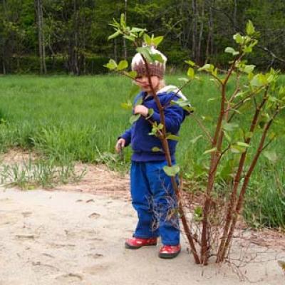 japanese knotweed