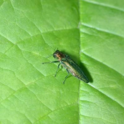 EAB on leaf