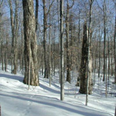 woods in winter