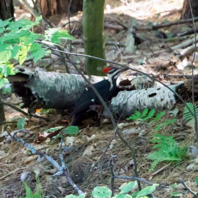 pileated woodpecker