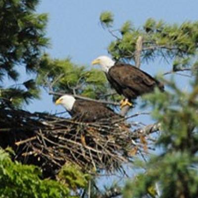 bald eagle