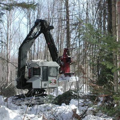 forest management activity