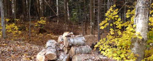 pile of logs