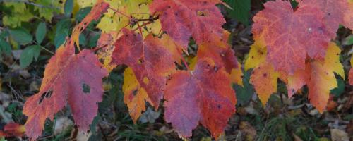 close-up of fall leaves