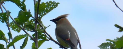 bird in tree