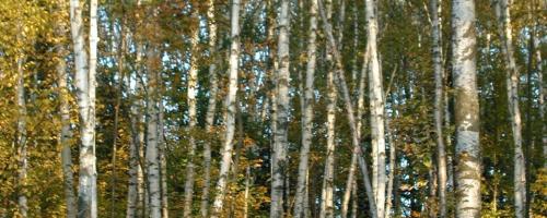 birch trees