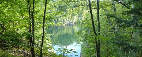 lake through woods