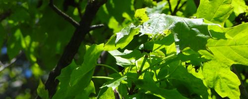 close-up of leafy tree