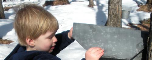 looking in maple syrup bucket