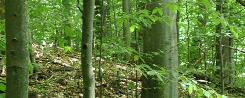 green forest with young trees