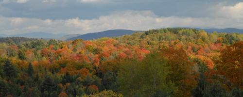 fall foliage