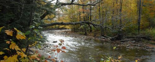 stream through the woods