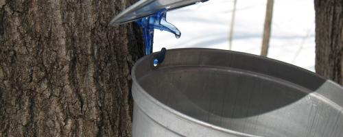 close-up of maple syrup bucket