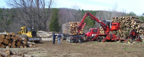 loading logs onto trucks