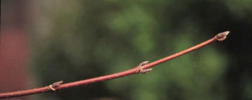 close-up of small branch with buds