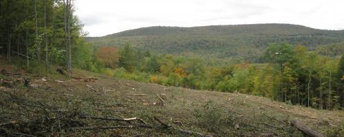 area cleared of trees