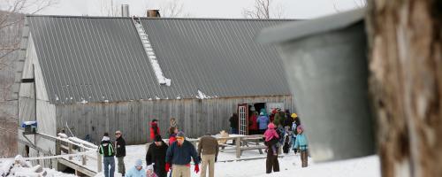 maple syrup bucket and group in winter