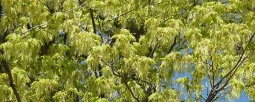 maple seeds