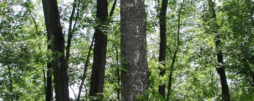 woodpecker holes