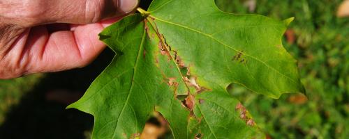 close-up leaf with damage